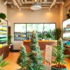 Shop high-quality weed for sale in a modern cannabis dispensary setting.